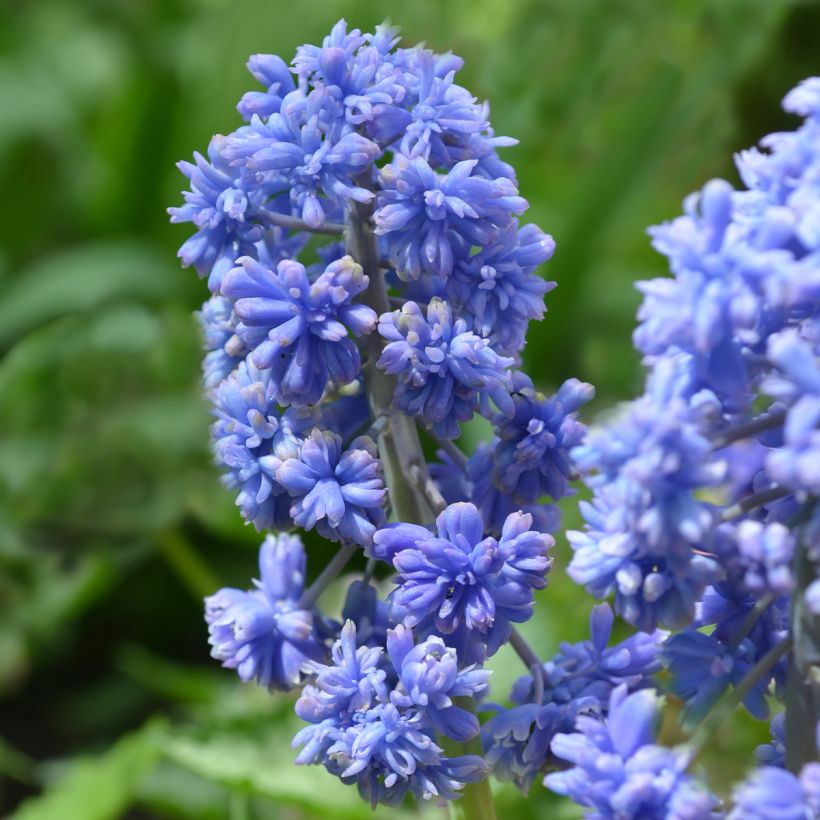 Jacinto-uva Fantasy Creation - Muscari armeniacum (Floração)