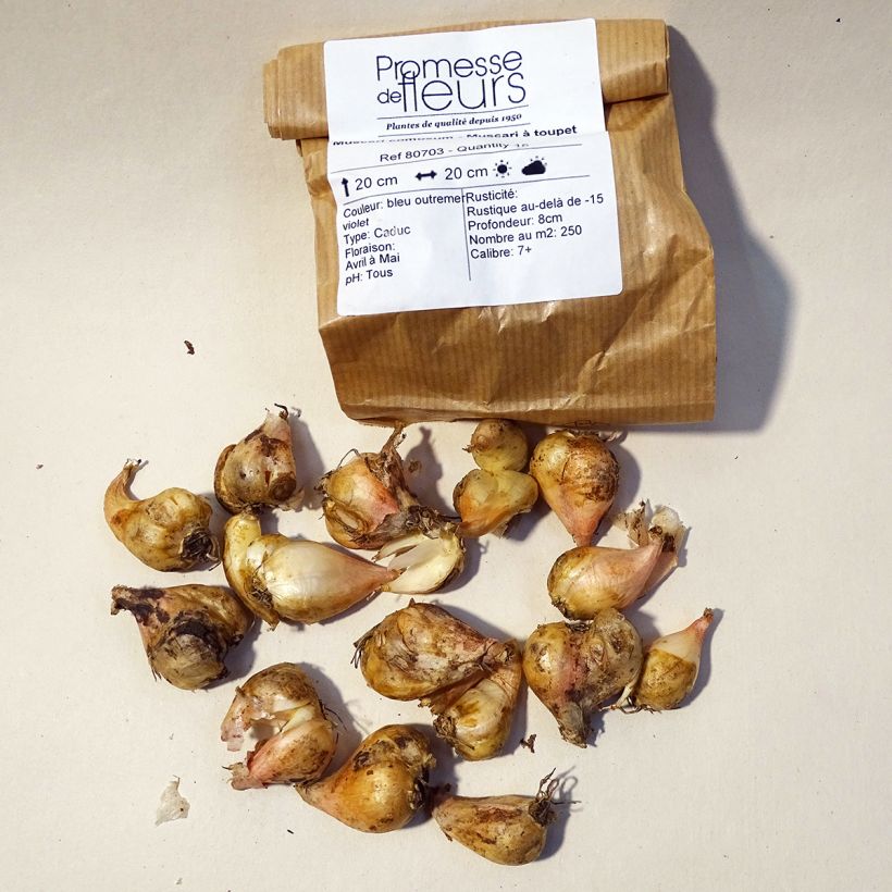 Exemple de spécimen de Muscari comosum - Muscari à toupet Bulbe calibre 5+ tel que livré