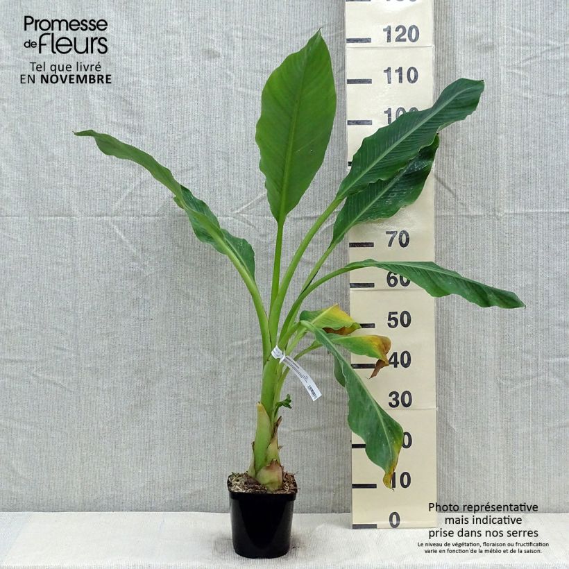 Spécimen de Musella lasiocarpa - Bananier nain Pot de 2L/3L tel que livré en automne