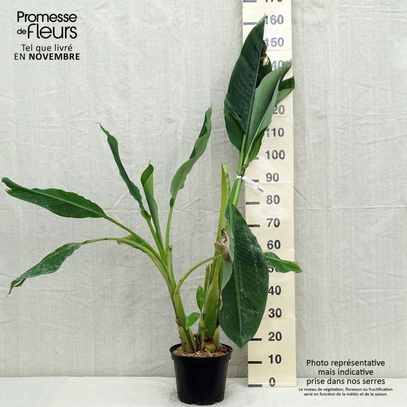 Spécimen de Musella lasiocarpa - Bananier nain Pot de 4L/5L tel que livré en automne