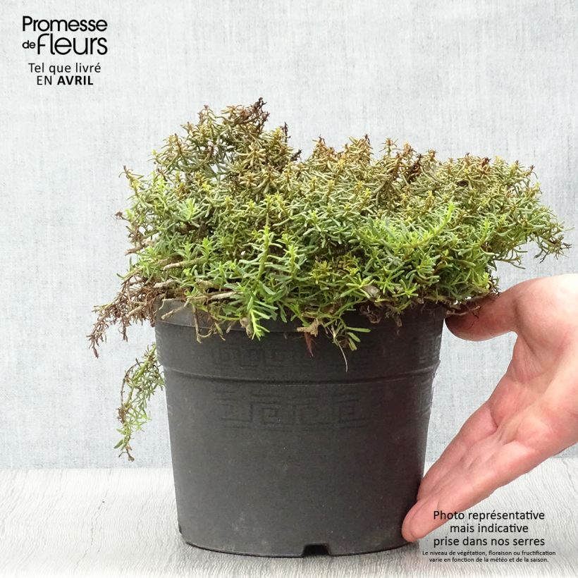 Spécimen de Myoporum parvifolium Rose Pot de 3L/4L tel que livré au printemps