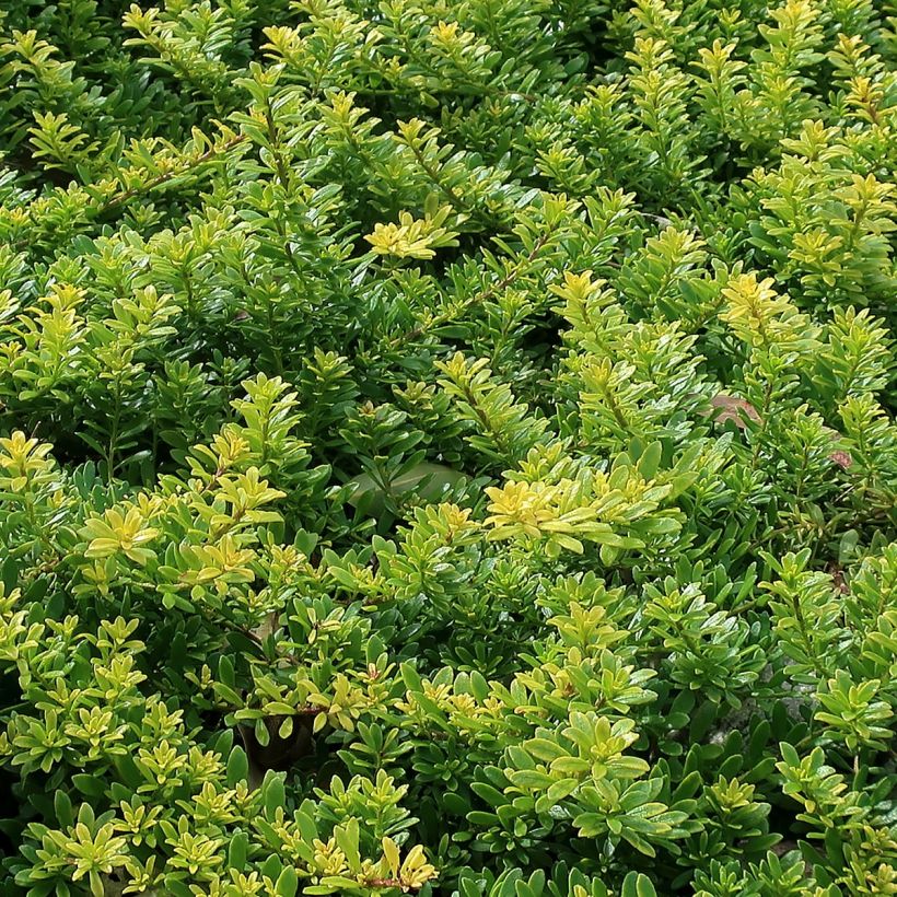 Myoporum parvifolium Rose (Feuillage)