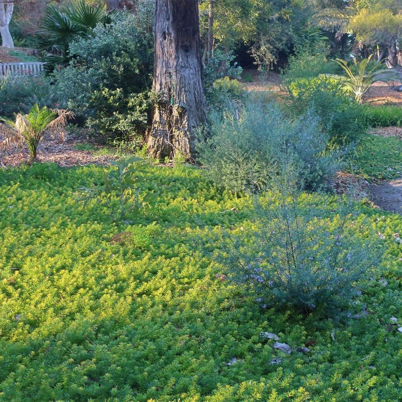 Myoporum parvifolium Rose (Port)