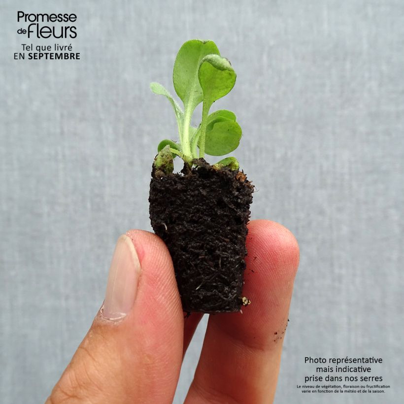 Spécimen de Myosotis Rosylva Mini-motte Mini-motte Ø 3/4 cm, Plant vert de 3 à 5 cm de haut environ tel que livré en automne