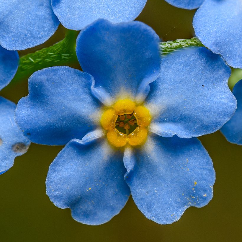 Myosotis scorpioides - Myosotis des marais (Floraison)