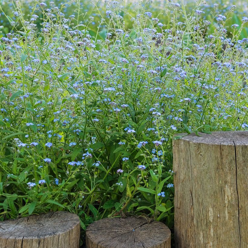 Myosotis scorpioides - Myosotis des marais (Port)