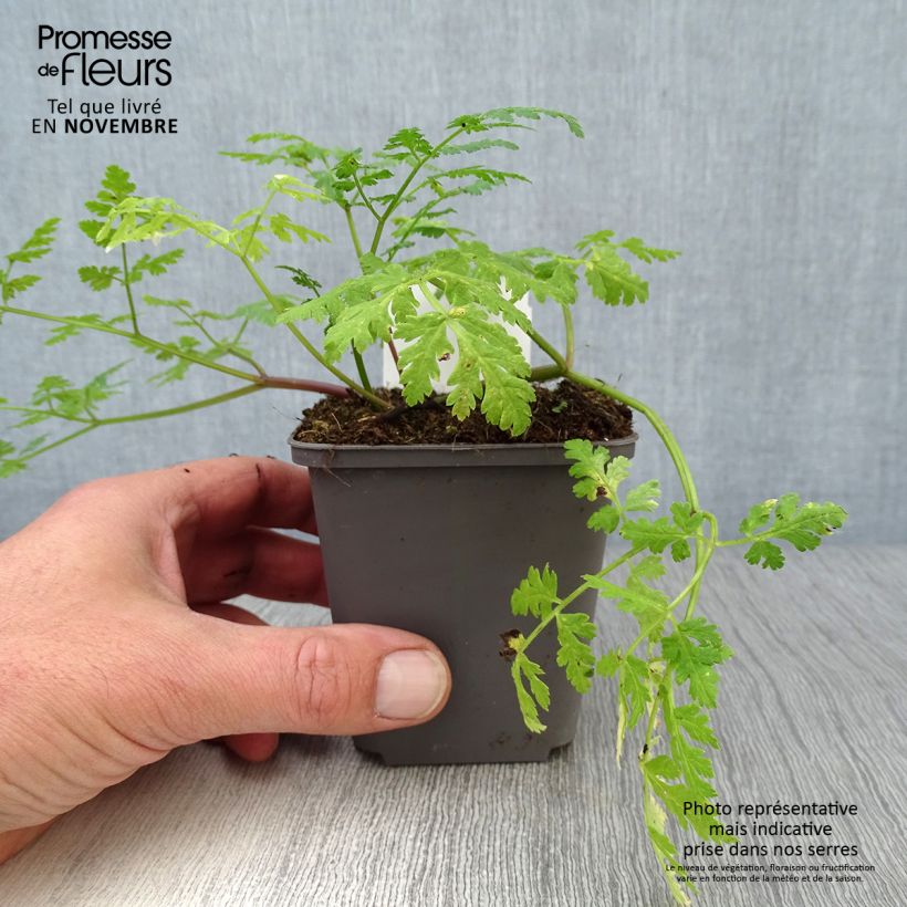 Spécimen de Myrrhis odorata - Cerfeuil musqué ou anisé Godet de 8/9 cm tel que livré en automne