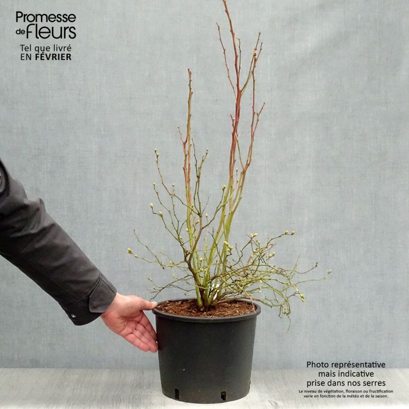 Spécimen de Myrtille Goldtraube - Vaccinium corymbosum Pot de 7,5L/10L, Buisson tel que livré en hiver