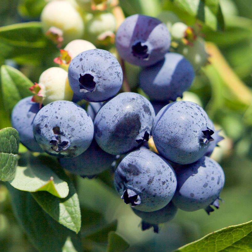 Myrtille d'Amérique - Vaccinium corymbosum Berkeley (Récolte)
