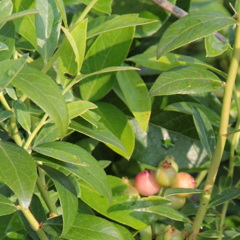 Myrtille d'Amérique - Vaccinium corymbosum Duke (Feuillage)