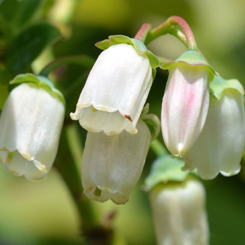 Myrtille d'Amérique - Vaccinium corymbosum Duke (Floraison)