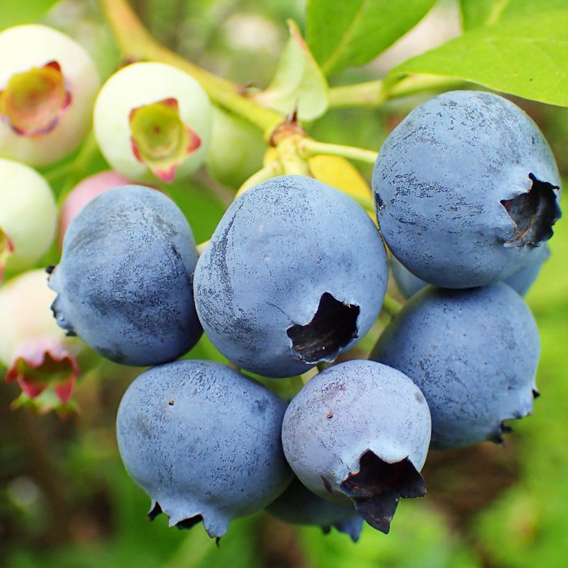 Myrtille d'Amérique - Vaccinium corymbosum Duke (Récolte)