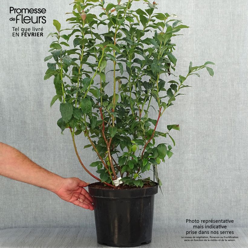 Spécimen de Myrtille d'Amérique - Vaccinium corymbosum Duke Pot de 7,5L/10L tel que livré en automne