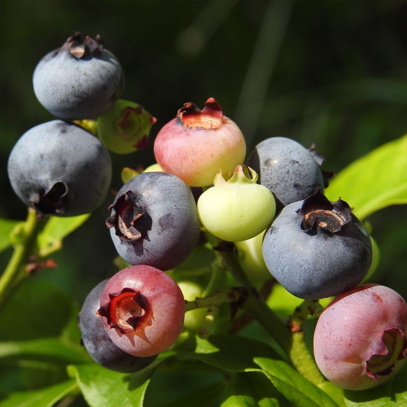 Myrtille d'Amérique - Vaccinium corymbosum Ivanhoe (Récolte)