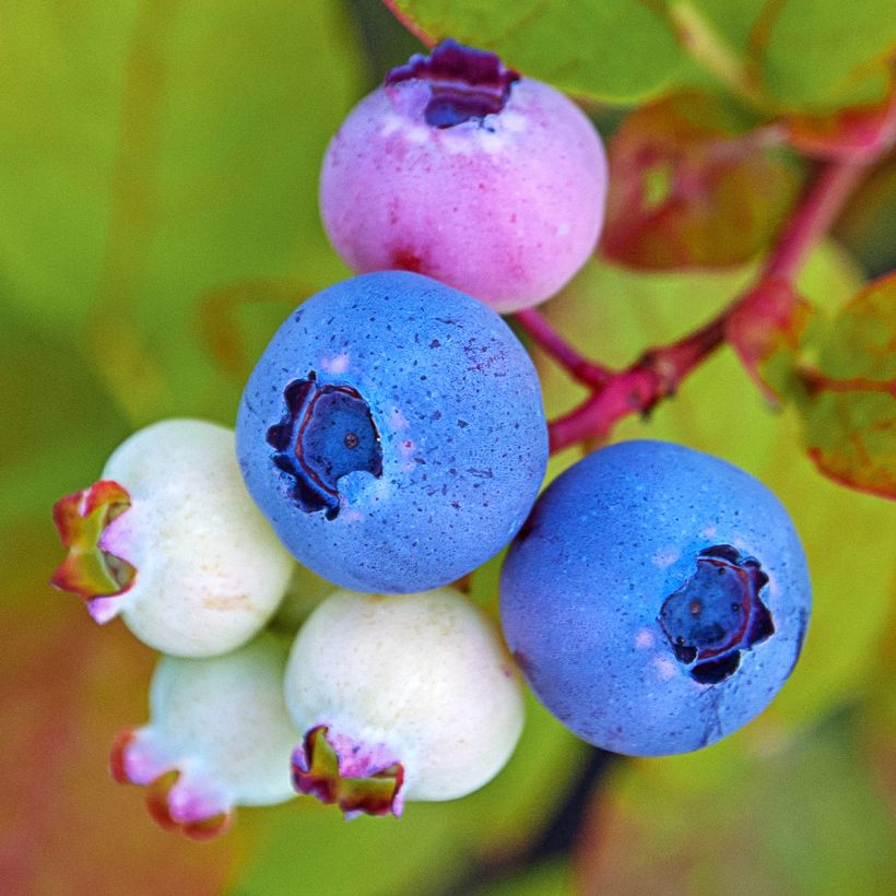 Myrtille d'Amérique - Vaccinium corymbosum Legacy (Récolte)