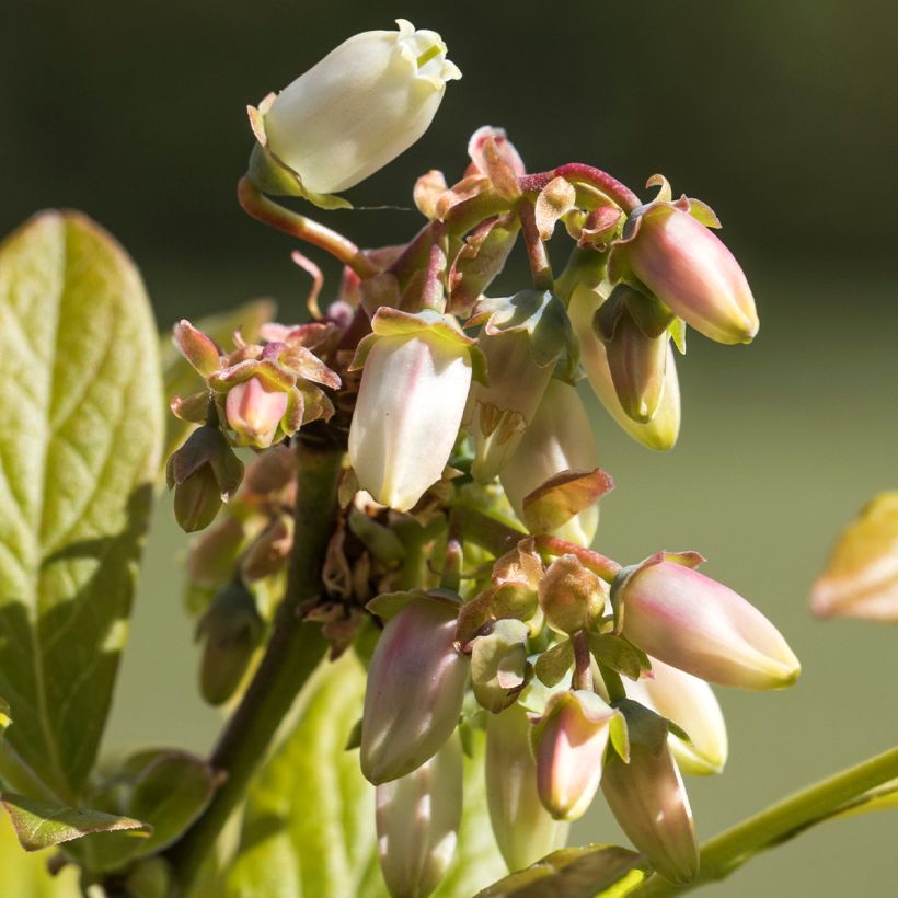 Myrtille d'Amérique - Vaccinium corymbosum Northland (Floraison)