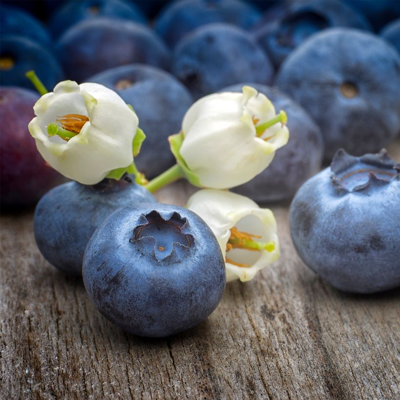 Myrtille d'Amérique - Vaccinium corymbosum Pionner (Récolte)