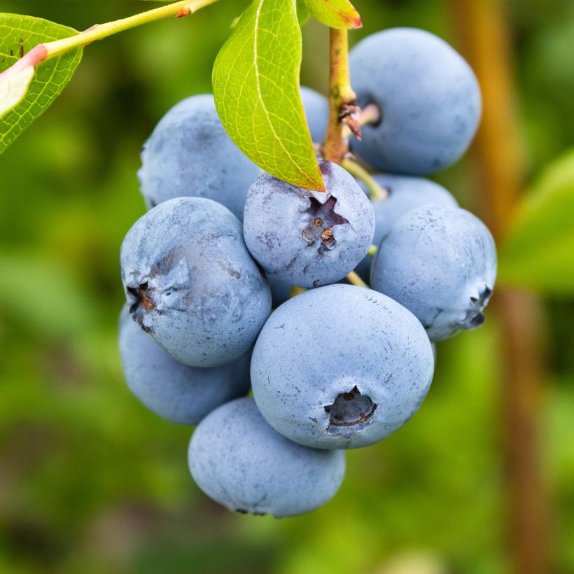 Myrtille d'Amérique - Vaccinium corymbosum Rubel (Récolte)