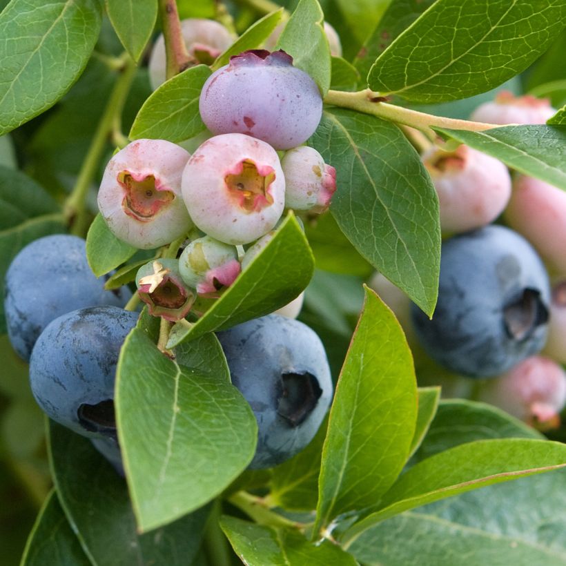 Myrtille d'Amérique - Vaccinium corymbosum Spartan (Récolte)