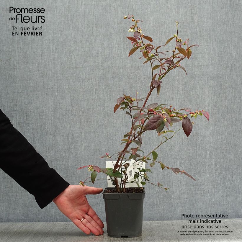 Spécimen de Myrtille d'Amérique - Vaccinium corymbosum Atlantic Pot de 1,5L/2L tel que livré en hiver