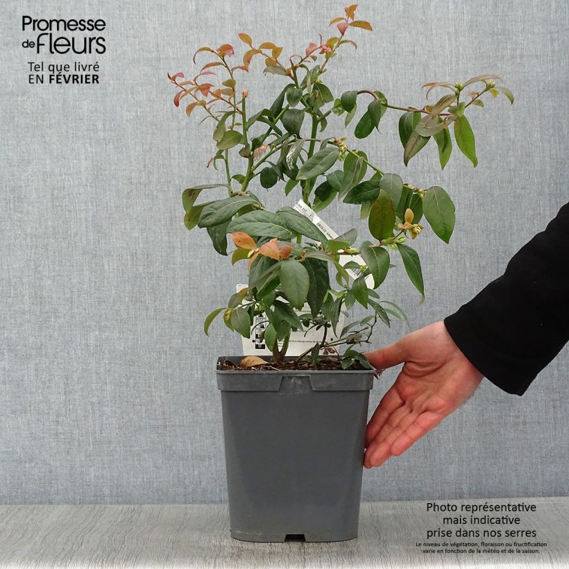 Spécimen de Myrtille d'Amérique - Vaccinium corymbosum Atlantic Pot de 4L/5L tel que livré en hiver