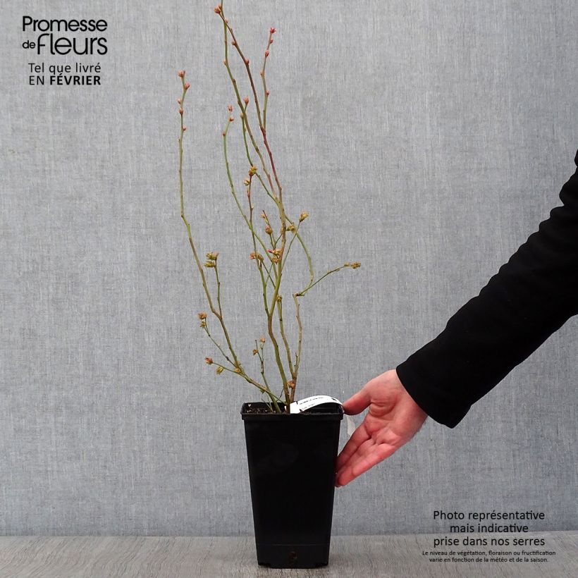 Spécimen de Myrtille d'Amérique - Vaccinium corymbosum Berkeley Pot de 1,5L/2L tel que livré en hiver