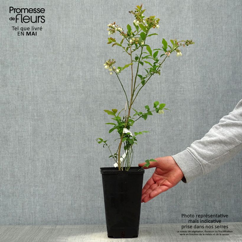Spécimen de Myrtille d'Amérique - Vaccinium corymbosum Berkeley Pot de 1,5L/2L tel que livré au printemps