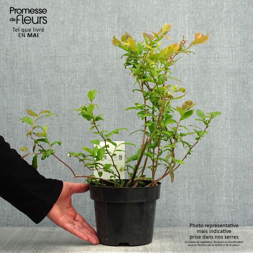 Spécimen de Myrtille d'Amérique - Vaccinium corymbosum Duke Pot de 2L/3L tel que livré au printemps