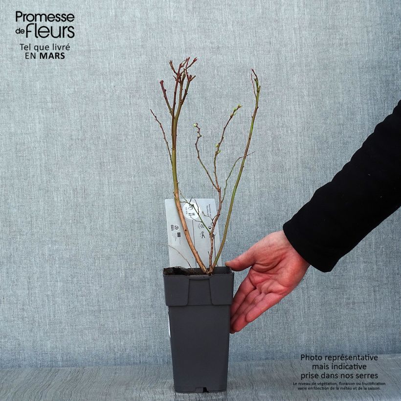 Spécimen de Myrtille d'Amérique - Vaccinium corymbosum Northland Pot de 1,5L/2L tel que livré en hiver