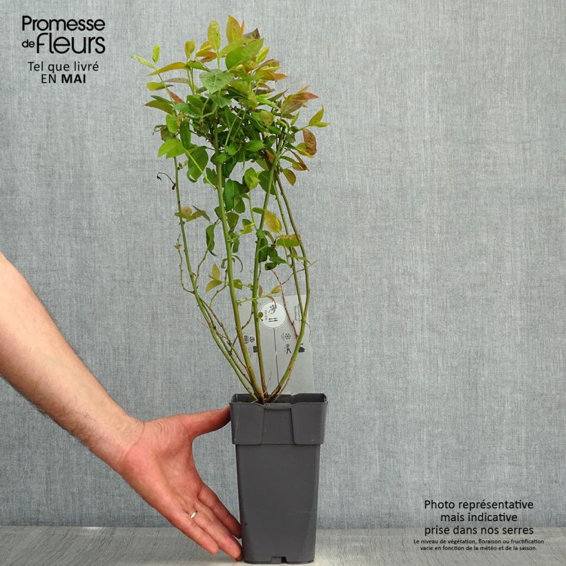 Spécimen de Myrtille d'Amérique - Vaccinium corymbosum Northland Pot de 1,5L/2L tel que livré au printemps