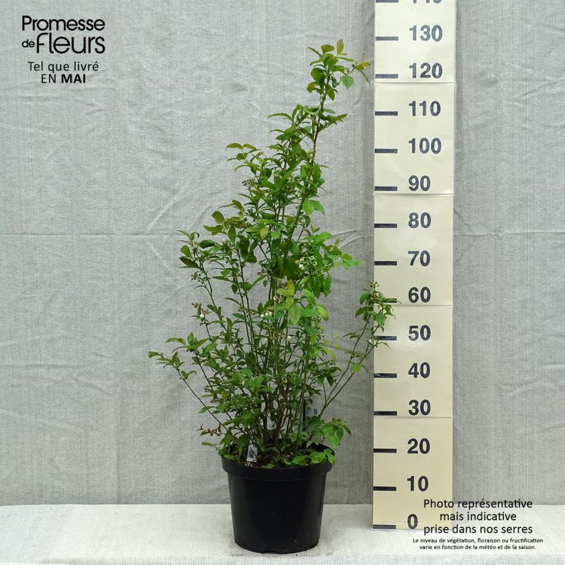Spécimen de Myrtille d'Amérique - Vaccinium corymbosum Spartan Pot de 7,5L/10L tel que livré au printemps