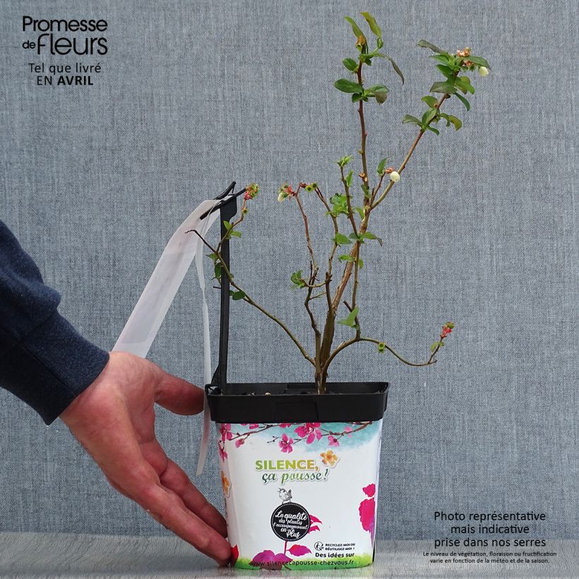 Spécimen de Myrtille d'Amérique - Vaccinium corymbosum Spartan Pot de 2L/3L tel que livré au printemps