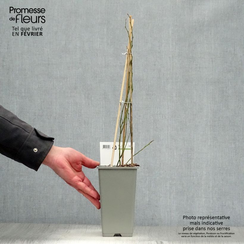 Spécimen de Myrtillier Blue Crop - Vaccinum corymbosum  Pot de 1,5L/2L, Buisson tel que livré en hiver