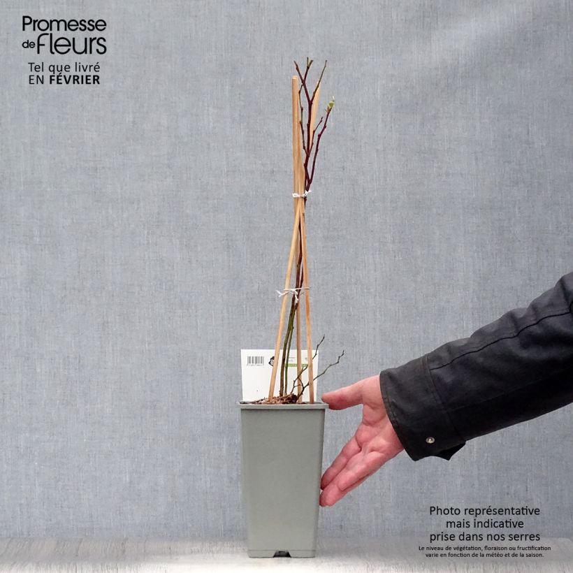 Spécimen de Myrtillier Blue Gold - Vaccinum corymbosum Pot de 1,5L/2L, Buisson tel que livré en hiver