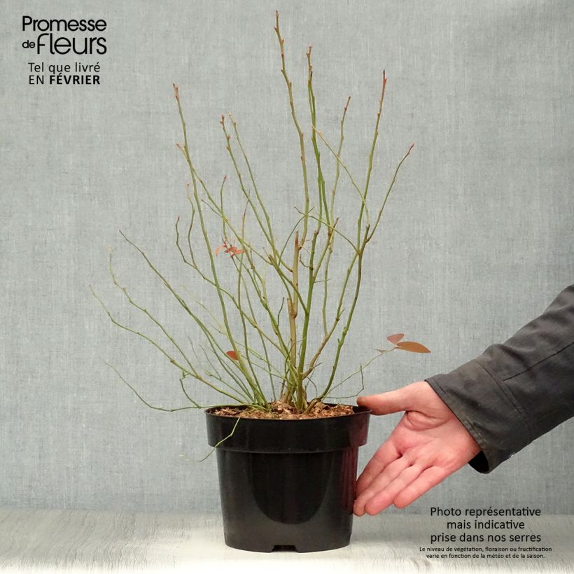Spécimen de Myrtillier Blue Jay - Vaccinium corymbosum Pot de 1,5L/2L, Buisson tel que livré en hiver