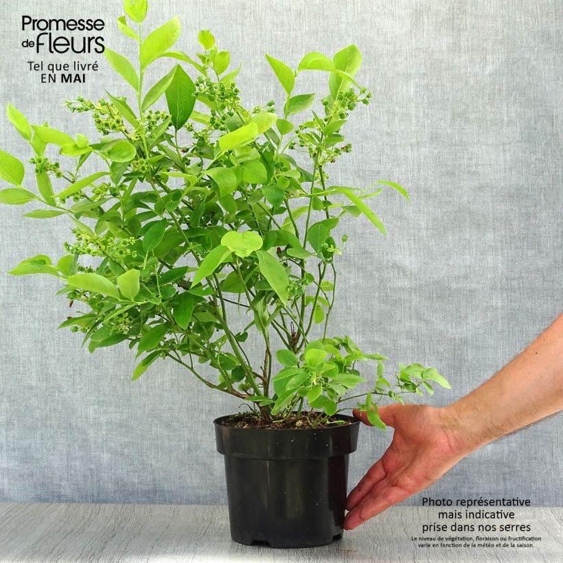 Spécimen de Myrtillier Blue Jay - Vaccinium corymbosum Pot de 1,5L/2L, Buisson tel que livré au printemps