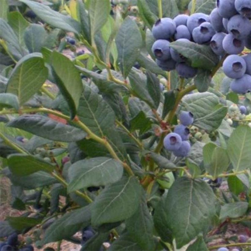 Myrtillier Blue Jay - Vaccinium corymbosum (Feuillage)