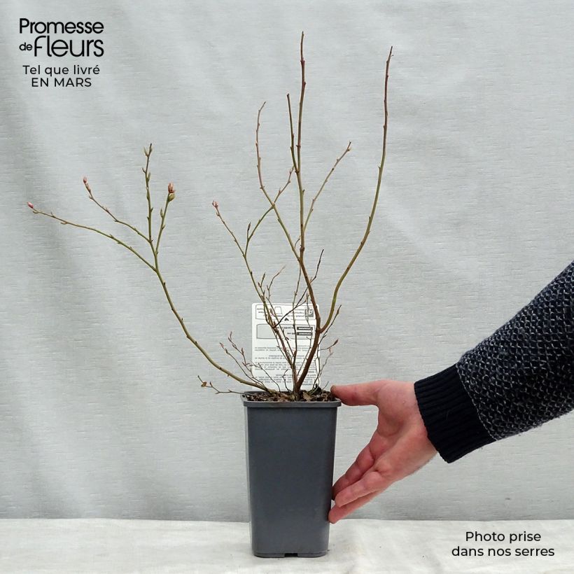 Spécimen de Myrtillier Brigitta Blue Bio Pot de 1,5L/2L, Buisson tel que livré en hiver