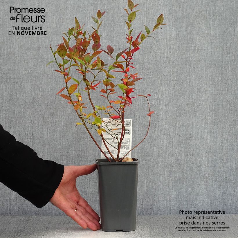 Spécimen de Myrtillier Brigitta Blue Bio Pot de 1,5L/2L, Buisson tel que livré en automne