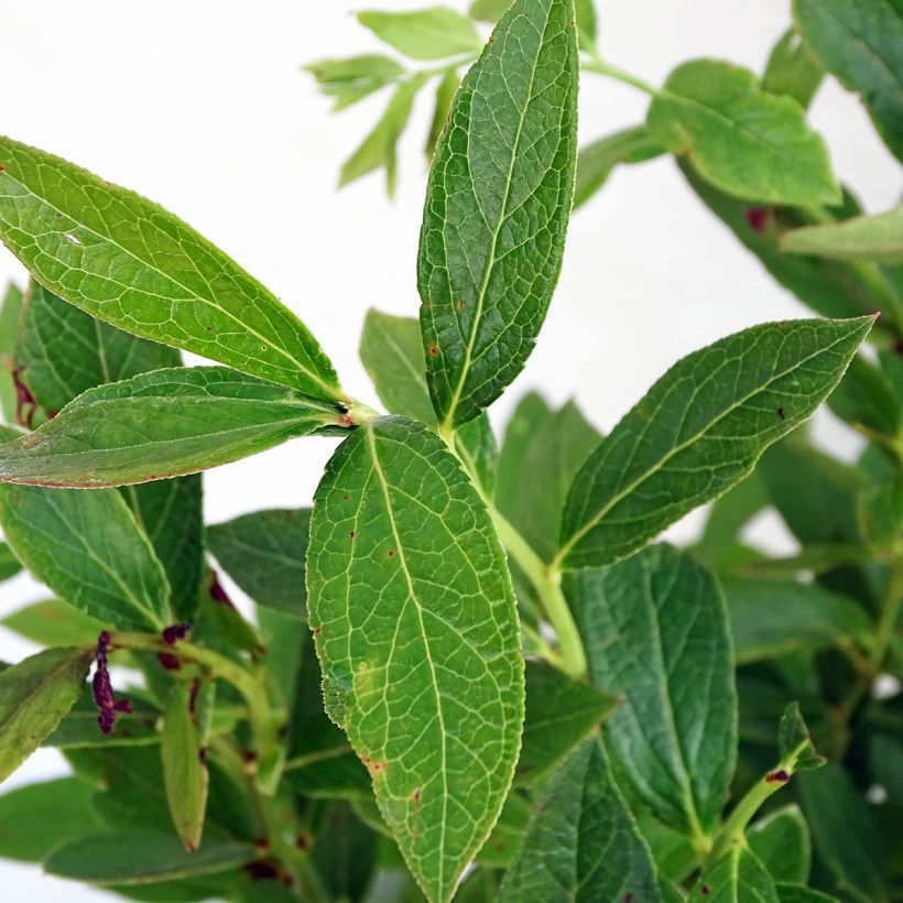 Myrtillier Emil - Vaccinum corymbosum (Feuillage)
