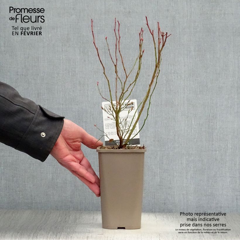 Spécimen de Myrtillier Emil - Vaccinum corymbosum Pot de 1,5L/2L, Buisson tel que livré en hiver