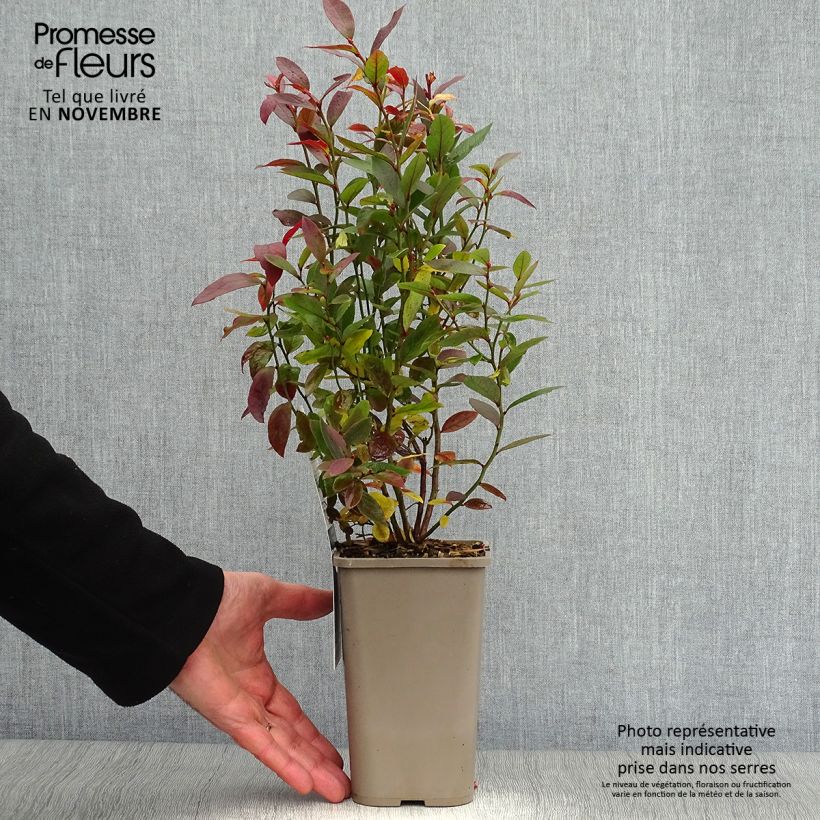 Spécimen de Myrtillier Emil - Vaccinum corymbosum Pot de 1,5L/2L, Buisson tel que livré en automne