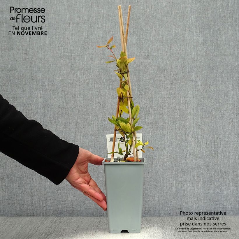 Spécimen de Myrtille Goldtraube - Vaccinium corymbosum Pot de 1,5L/2L, Buisson tel que livré en automne