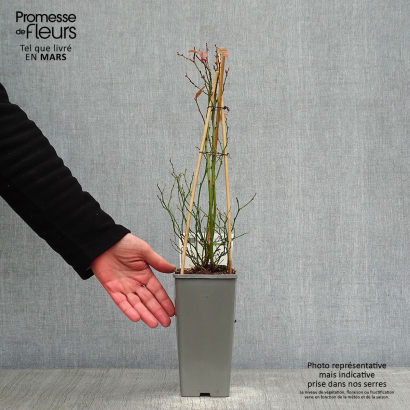 Spécimen de Myrtille Goldtraube - Vaccinium corymbosum Pot de 1,5L/2L, Buisson tel que livré en hiver