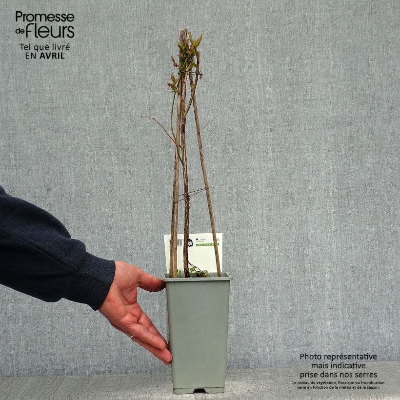 Spécimen de Myrtille Goldtraube - Vaccinium corymbosum Pot de 1,5L/2L, Buisson tel que livré au printemps