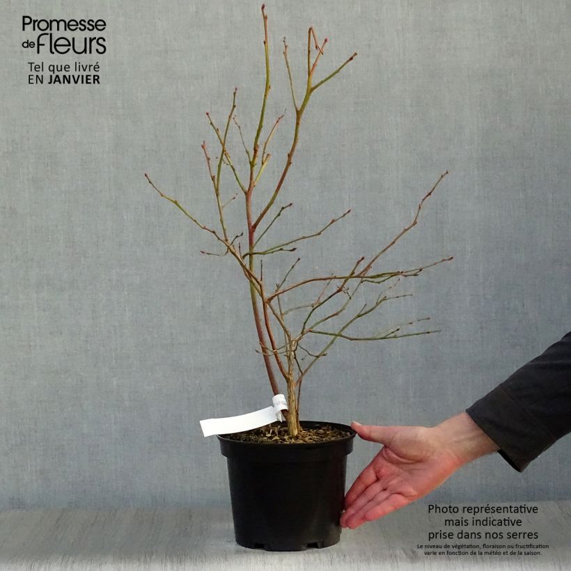 Spécimen de Myrtillier Jersey - Vaccinium corymbosum Pot de 4L/5L tel que livré en hiver