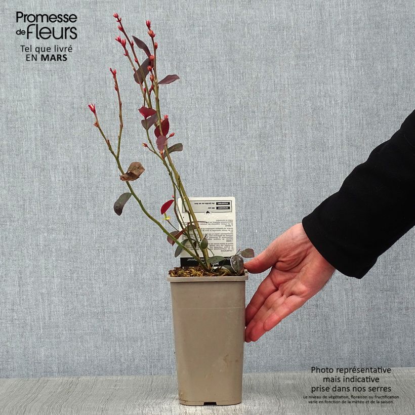 Spécimen de Myrtillier Patriot - Vaccinum corymbosum Pot de 1,5L/2L, Buisson tel que livré en hiver