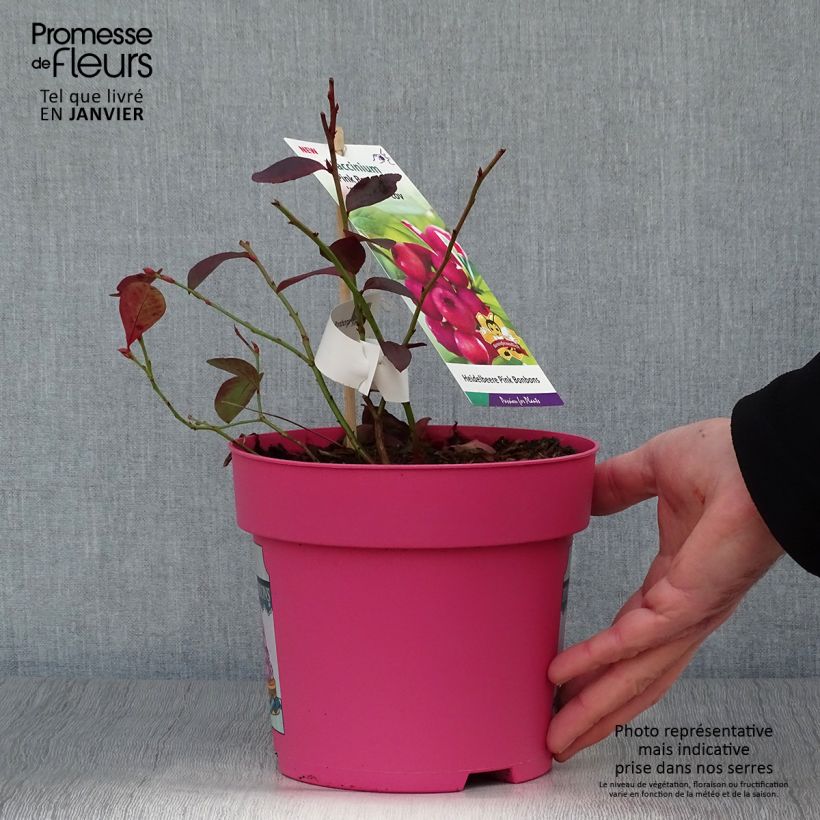 Spécimen de Myrtillier Pink Bonbons - Vaccinium corymbosum  Pot de 2L/3L tel que livré en hiver