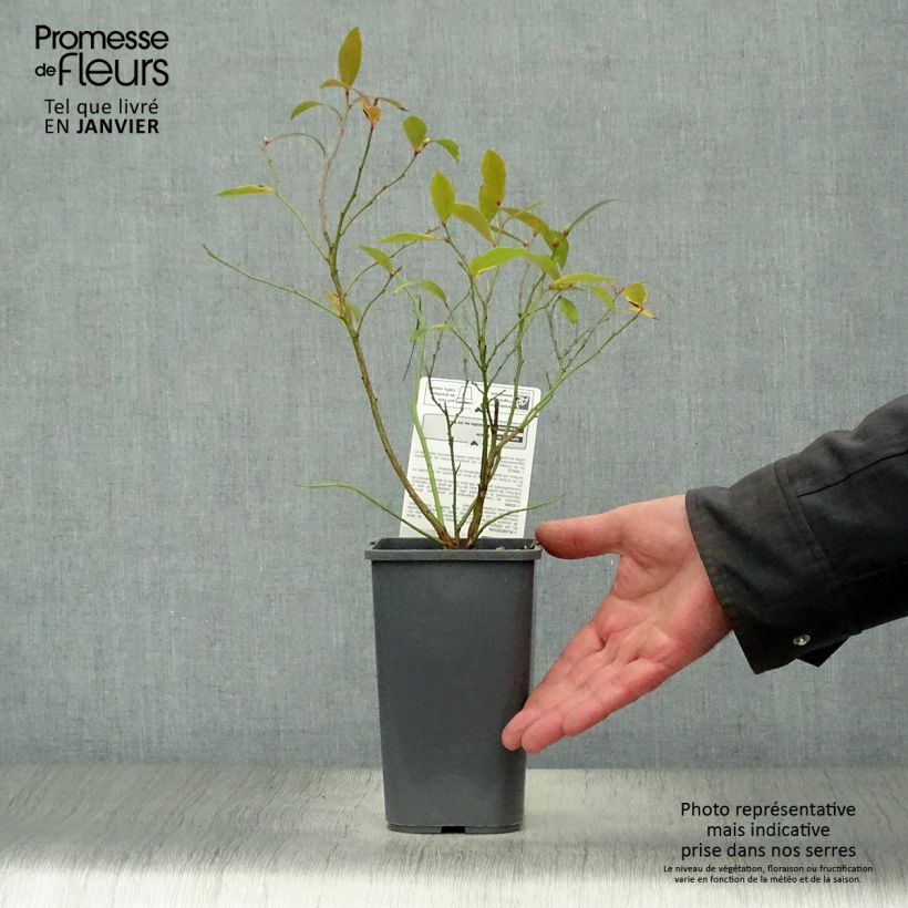 Spécimen de Myrtillier Pink Lemonade BIO Pot de 1,5L/2L, Buisson tel que livré en hiver