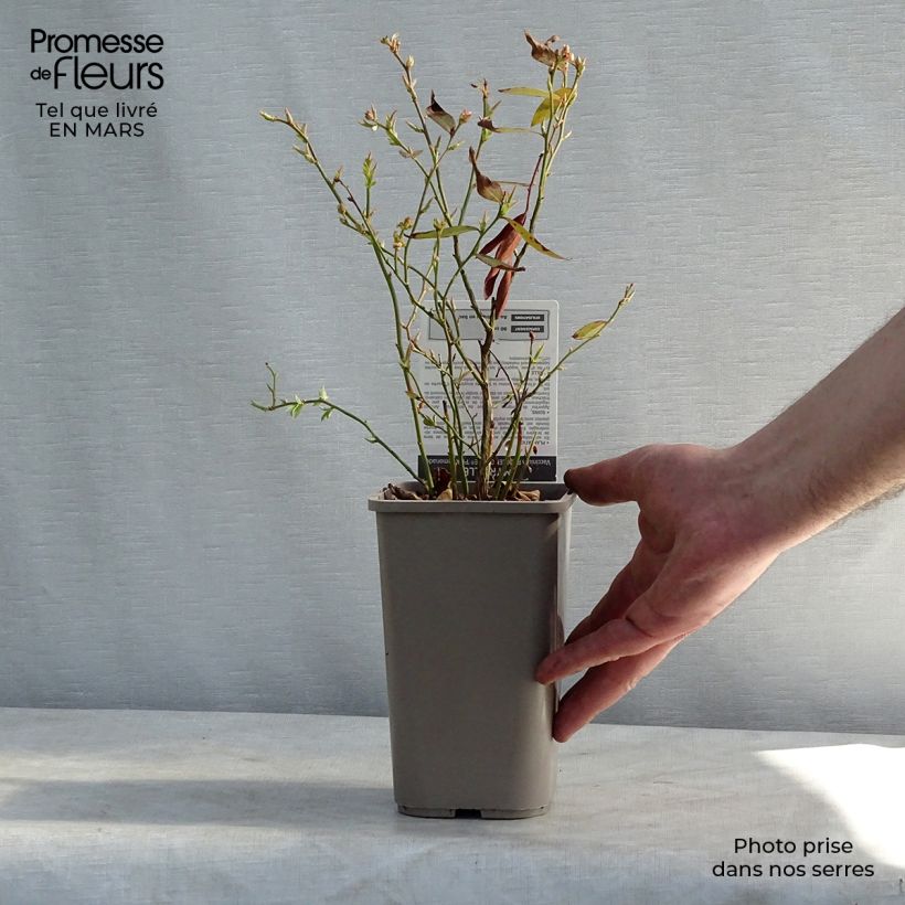 Spécimen de Myrtillier Pink Lemonade - Myrtille rose Pot de 1L/1,5L, Buisson tel que livré au printemps